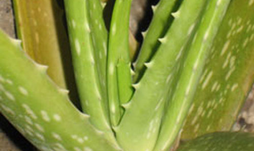 Aloe Vera