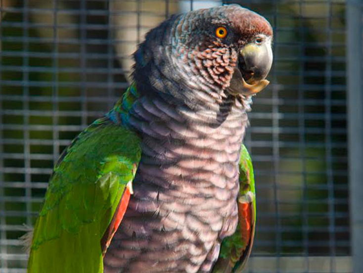 National Emblems Week: The Sisserou Parrot, Dominica’s National Bird