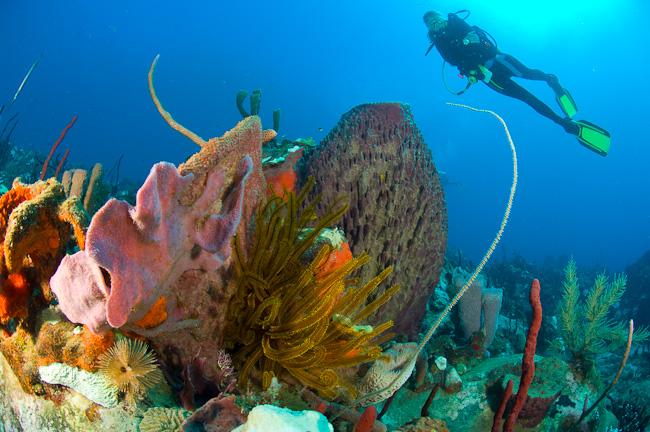 Cabrits Dive Centre