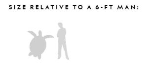 Illustration: Green sea turtle compared with adult man