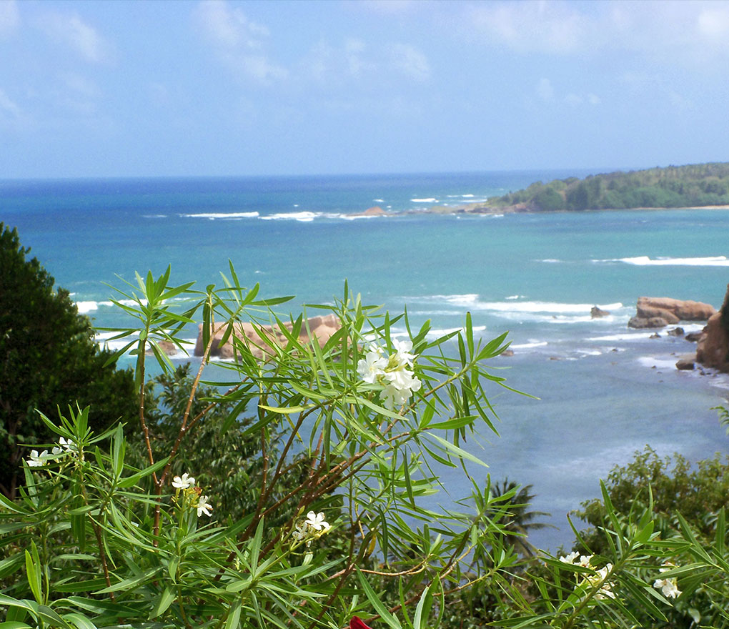 Sea Cliff Cottages